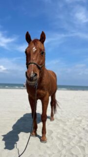 Il gran finale di un’avventura bellissima 🌊🐴

Abbiamo concluso il nostro progetto con “La Cavallina Storna” nel modo più emozionante possibile: accogliendo il nostro amico cavallo direttamente a scuola, in spiaggia.

Dopo aver imparato a conoscerlo attraverso i racconti, scoprendo come è fatto, cosa mangia e come sono fatte le sue attrezzature, i bambini hanno finalmente potuto toccare con mano questo bellissimo cavallo. Lo hanno osservato, lo hanno pettinato con cura e gli hanno preparato un pranzetto speciale.

Vedere la delicatezza dei piccoli verso un animale così grande è la lezione più bella che potessimo desiderare.
