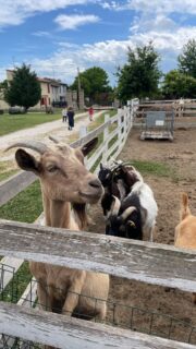 Sezione Paperotti in gita alla Fattoria Le Quattro Colonne 🐥

Abbiamo trascorso una splendida mattinata immersi nella natura, alla scoperta degli animali della fattoria: caprette, galline, il pony, il maialino e tanti altri amici a quattro zampe.

I bambini hanno corso, giocato all’aria aperta e vissuto un’esperienza speciale decorando un vasetto nel quale hanno piantato un semino di girasole, da accudire e vedere crescere.

Ringraziamo @lequattrocolonne per l’accoglienza e per questa bellissima esperienza! 🌻💚