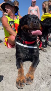 Mattinata al mare con i fantastici cani di salvataggio🌊🐶
Tra le onde ci hanno mostrato come si svolgono le operazioni di soccorso in mare. 
Davvero incredibili! 💙

#cesenatico #scuolaschuster #salvataggio